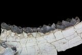 Titanothere (Megacerops) Jaw Section - South Dakota #92707-2